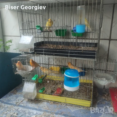 канарчета млади , снимка 3 - Папагали - 51174554