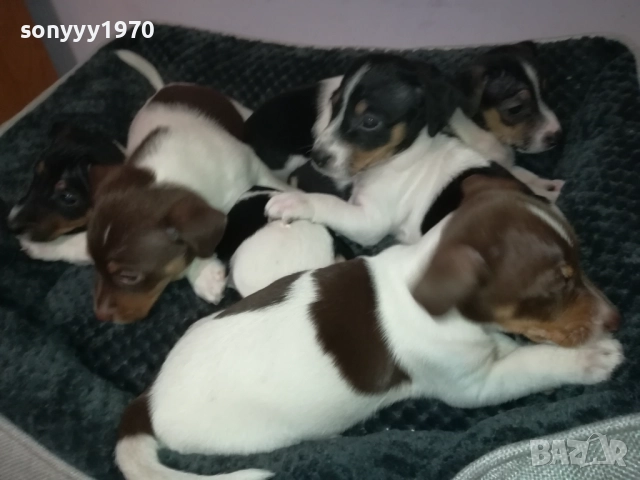 ДЖАК РЪСЕЛ ТЕРИЕР-БЕБЕТА//ВИДИН 2609252206, снимка 6 - Джак ръсел териер - 51851833