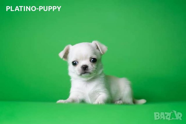 Мини джудже момиченце