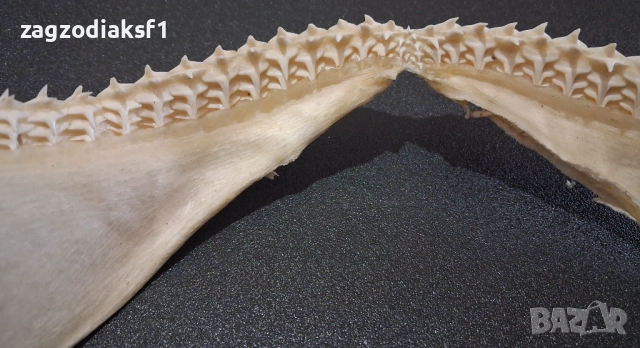 Челюст от "БИЧА АКУЛА" 100% Истинска Челюст 2, снимка 8 - Колекции - 52800215