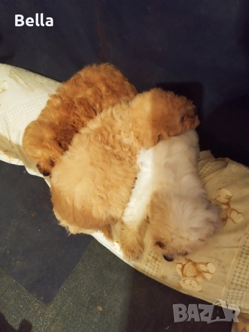 Малтипу , снимка 10 - Пудели - 52968407