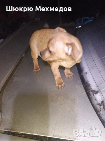 Мъжко пинчер с ваксини и паспорт, снимка 3 - Пинчер - 52649997