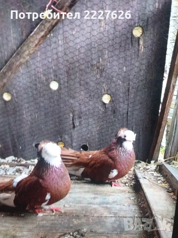 Белослатински двойно качулат, снимка 4 - Гълъби - 52689877