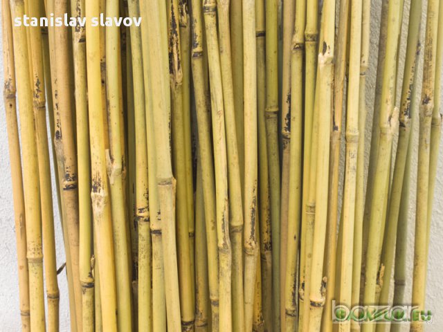 Бамбукови пръчки 210 см дължина