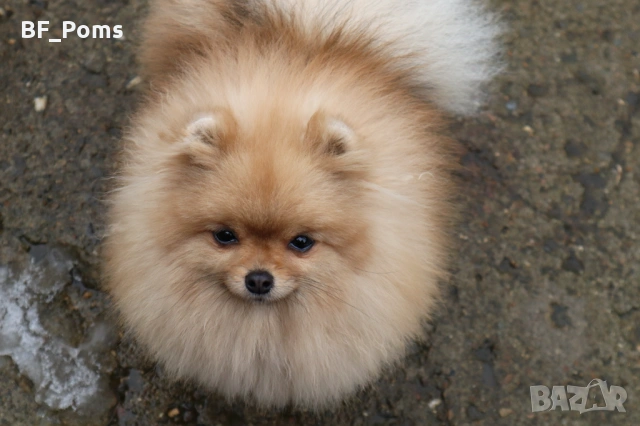 Миниатюрно момиченце померан с родословие FCI, снимка 5 - Померан - 50219721
