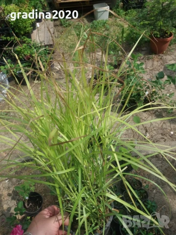 Карекс - Декоративна трева, снимка 10 - Градински цветя и растения - 30071691