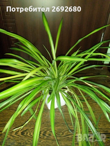 Хлорофитум, традесканция , снимка 3 - Стайни растения - 50924533