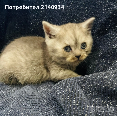Британско късокосместо котенце 
