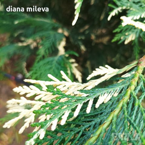 Кипарис Лейланди вариегатно, (Cupressocyparis leylandii 'Variegata'), снимка 11 - Градински цветя и растения - 43302260
