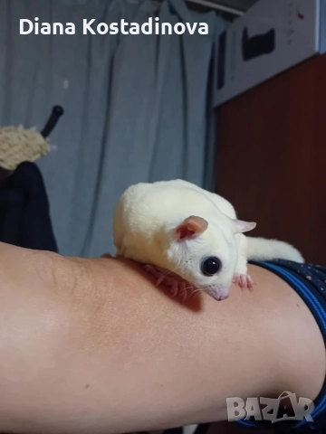 захарна летяща катеричка , снимка 2 - Други - 52896951