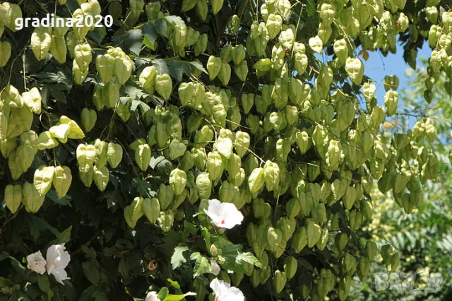 Китайски Мехурник -Koelreuteria “Paniculata”, снимка 4 - Разсади - 49936511