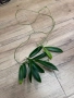 Hoya celata, снимка 1