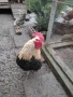 Катунски петли и кокошки , снимка 4