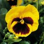 Viola Yellow blotch(Виола Жълто петно), снимка 2