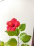 Китайски рози цвят червен празен фуния, снимка 3