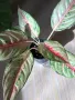 Aglaonema Chartreuse Pretty , снимка 1