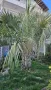Палма Бутия - Пресни семена, снимка 2