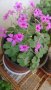 Продавам цветя Детелина Оксалис, розови, във висящи и обикновени саксии, снимка 8