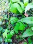 Гинко Билоба растение, полезно за мозъка - листа за чай (дрога), семена и фиданки. Най-ниски цени, снимка 5