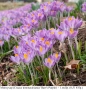 Минзухар (Crocus tommasinianus 'Barr's Purple') - луковици, снимка 1
