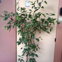 Цвете фикус-бенджамин -нови снимки, снимка 3 - Градински цветя и растения - 21457870