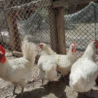 Бяло брезе -оплодени яйца , снимка 12 - Кокошки и пуйки - 28217464