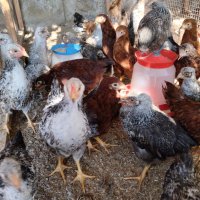 Сребърни и червени катунски пилета, снимка 10 - Кокошки и пуйки - 41455038