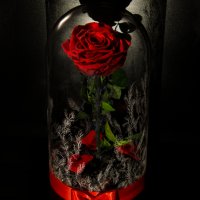 Романтичен подарък за приятелка / ЕСТЕСТВЕНА вечна роза в стъкленица / Подарък за Рожден Ден на Жена, снимка 11 - Градински цветя и растения - 24090675