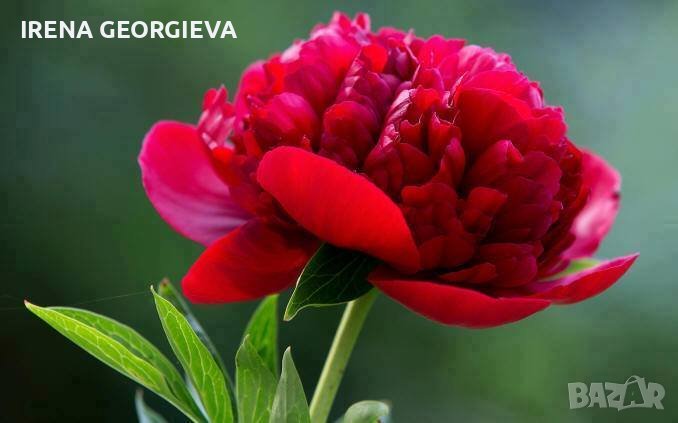 Диамантени гоблени с размер 60*40 с квадратни, снимка 1