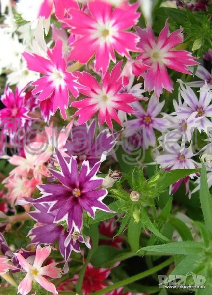 СЕМЕНА НА ФЛОКС ДРУМОНДИ ЗВЕЗДОВИДЕН МИКС, снимка 1