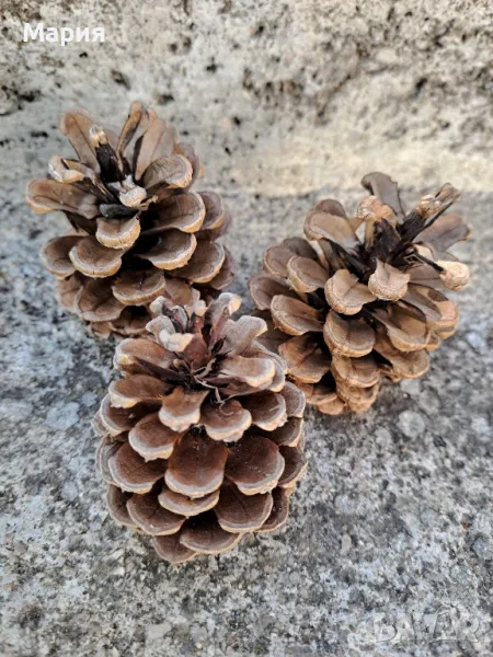 Шишарки за декорация, снимка 1