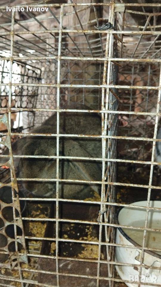 продавам домашни зайци ....., снимка 1