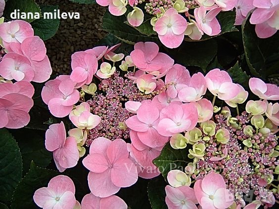 Хортензия Месалина, Hydrangea Messаlina  за сянка !, снимка 1