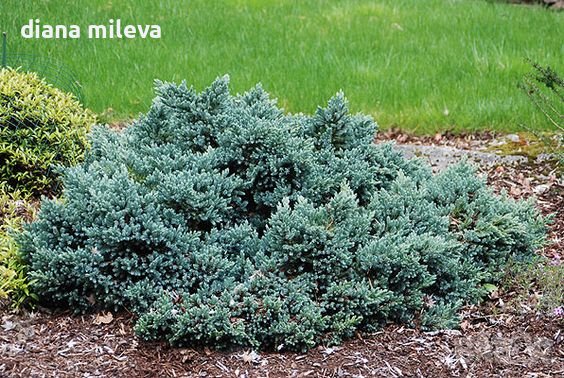 Juniperus squamata 'Blue Star', Хвойна Синя Звезда, снимка 1