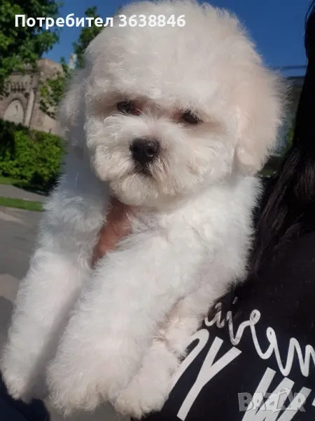 Бишон фризе, снимка 1