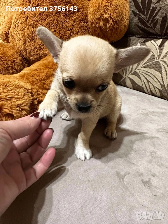 Мини Чихуахуа Момиче Шоколадов фаун, снимка 1