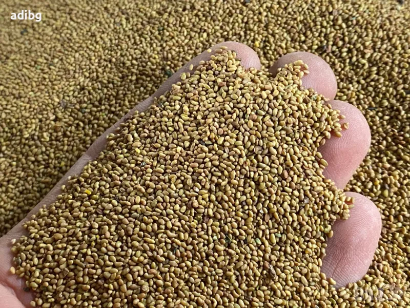 Семе Люцерна “ЕВРОПА” от Земеделски Производител, снимка 1