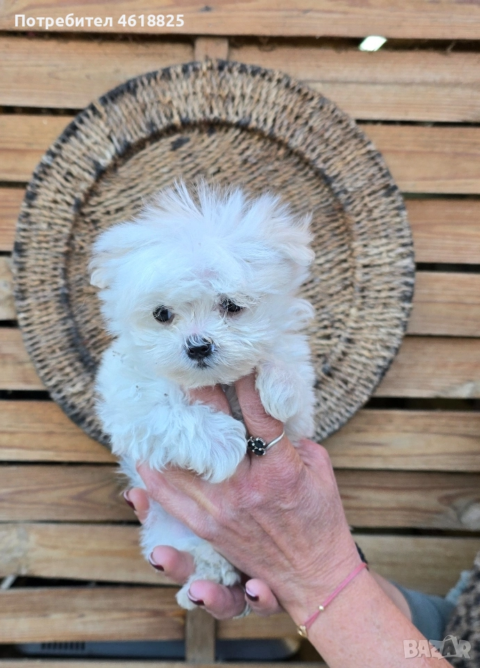 Малтийска болонка супер мини , снимка 1