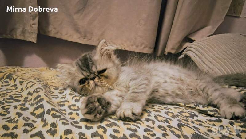 Персийско коте , снимка 1