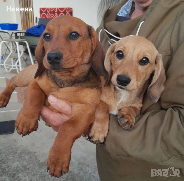 Дакелчета момчета, снимка 1