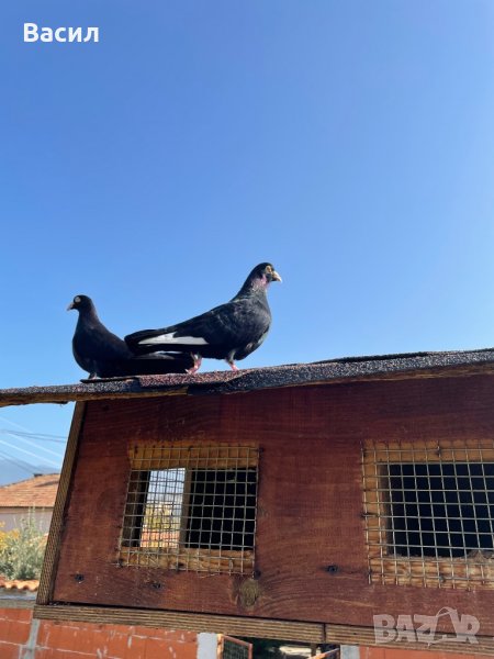 донеци.акмани, снимка 1