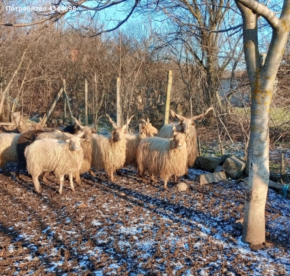 Кочове , снимка 1