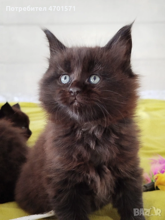 Котенца Мейн Куун, снимка 1