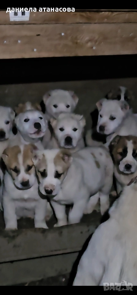 САО с родословие, снимка 1