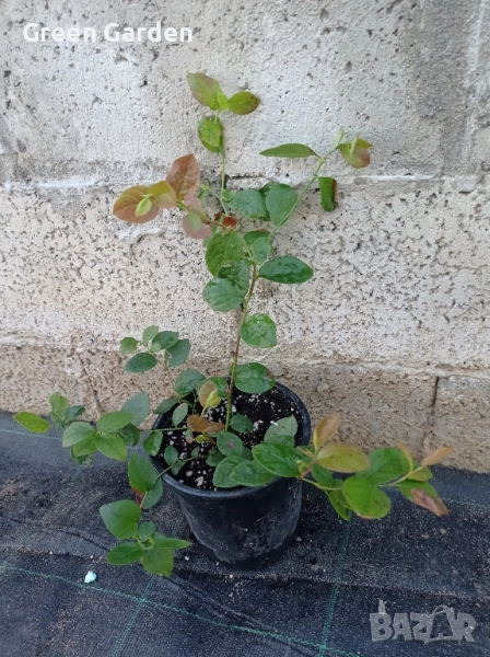 Американска боровинка , снимка 1