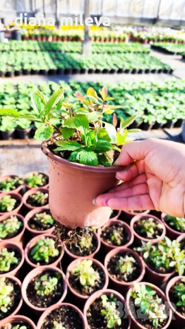 Вербена многогодишна, Verbena Bonariensis Bonnie Blue, снимка 12 - Градински цветя и растения - 52426647