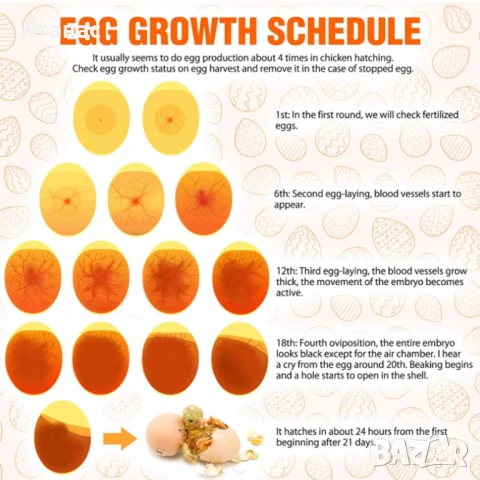 LED овоскоп за проверка на яйца 230V за инкубатори и ферми, снимка 3 - За птици - 53413484