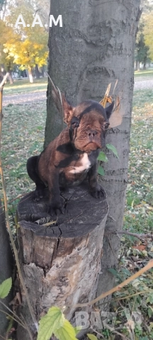 Френски булдочета 111 дни, снимка 14 - Други - 51492688