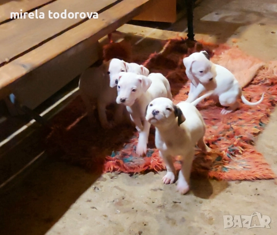 Дого Аржентино , снимка 10 - Дого аржентино - 52413341