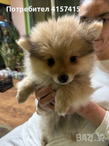 Померан шпиц, снимка 4 - Померан - 52896014